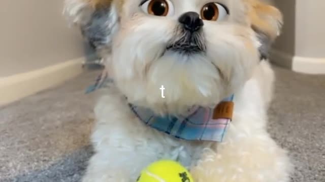 Funny Dog reaction funny videos trending