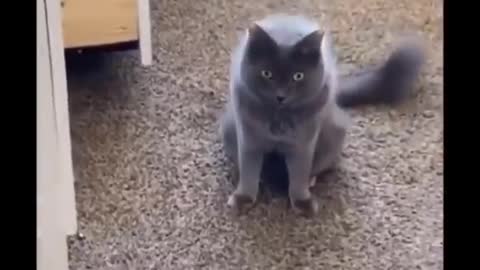 Funniest cats ever compilation