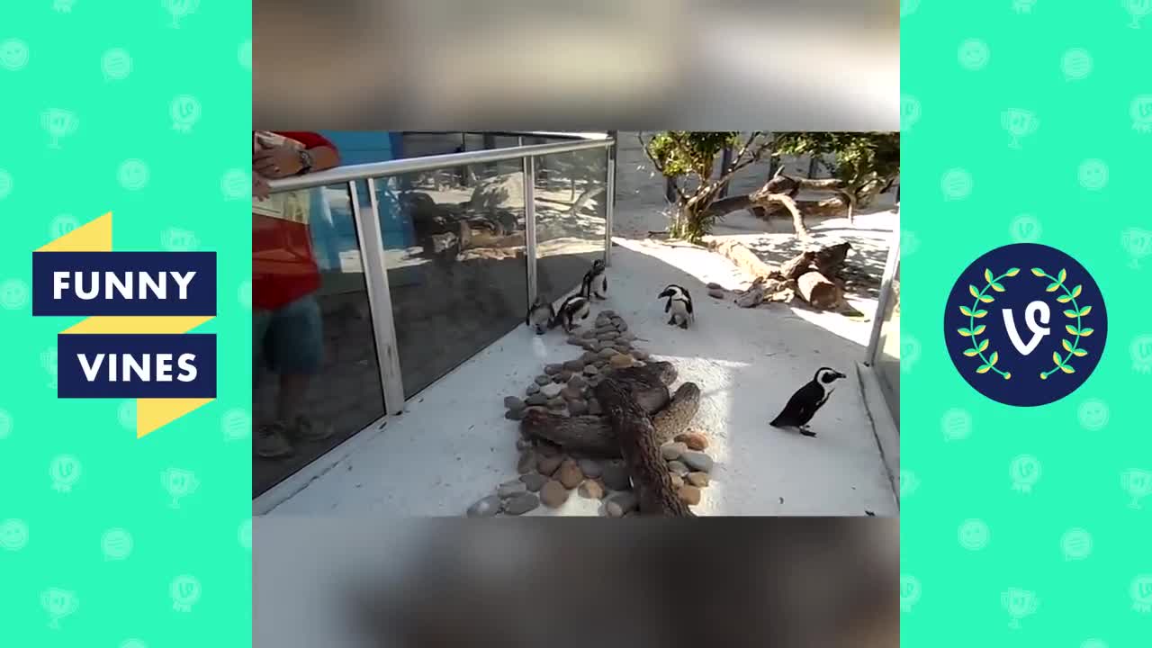 Funny bird and parrot compilation 2021.funny vine 😂😂