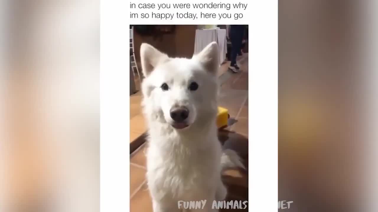 the most funny dog videos 2021