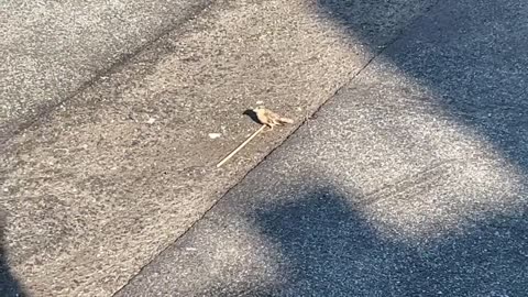 small bird
