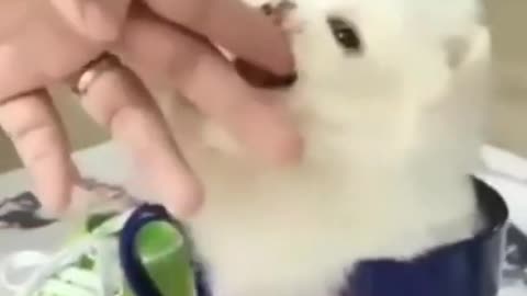 Dog doing cute nomnoms