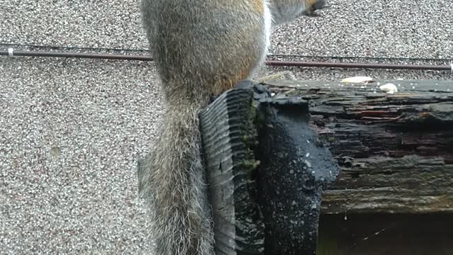 Squirrel Eating Cashews.