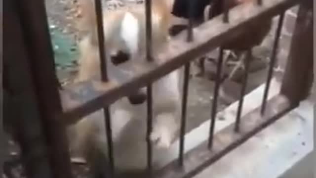 Chicken VS Dog Fight2