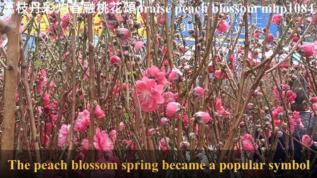 萬枝丹彩灼春融，桃花頌 To praise peach blossom, mhp1084, Feb 2021