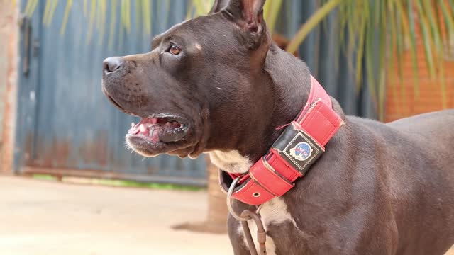 O DIA QUE CHEGOU A PITBULL PANTERA PARA ADOÇÃO