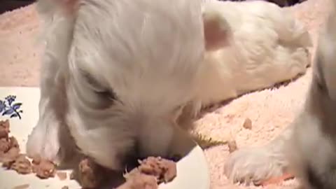 PUPPIES!!- 2 Weeks Old