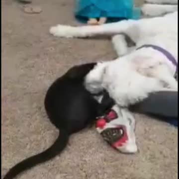 Most Unlikely Best Friends