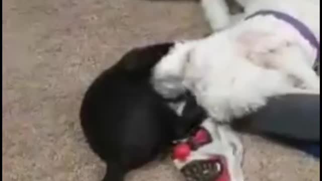 Most Unlikely Best Friends