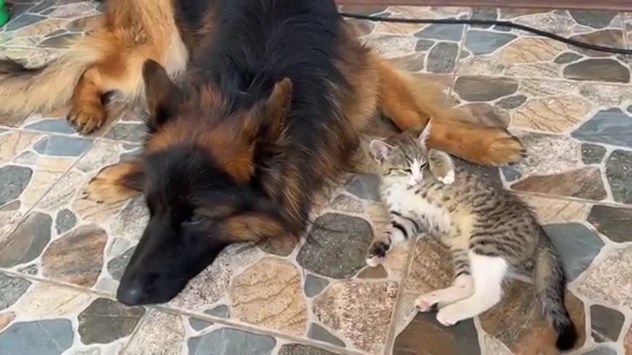 Foster Kitten Needs Her German Shepherd to Fall Asleep