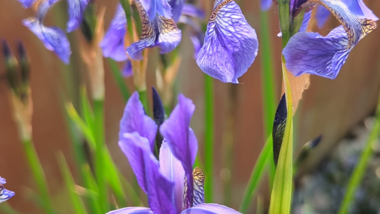 Blue Siberian iris