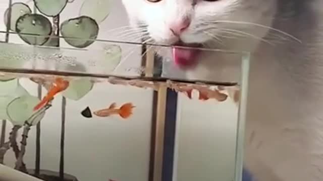 Cats drinks water out of aquarium - TikTok Shorts - 2021