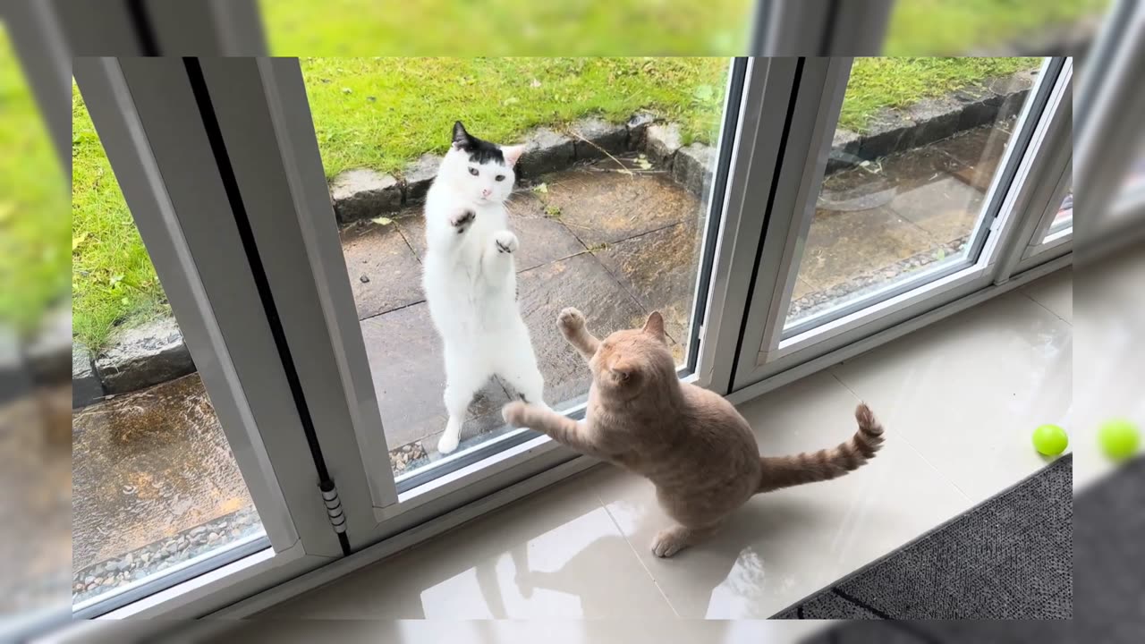 Cat vs cat cute fight 😂😂