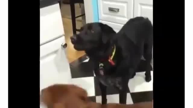 Smart dog and stupid dog, petshome22