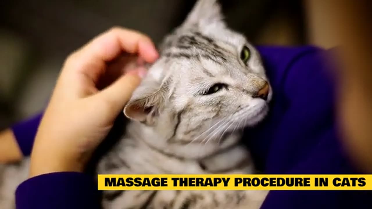 Cat 101 Massage Therapy in Cats