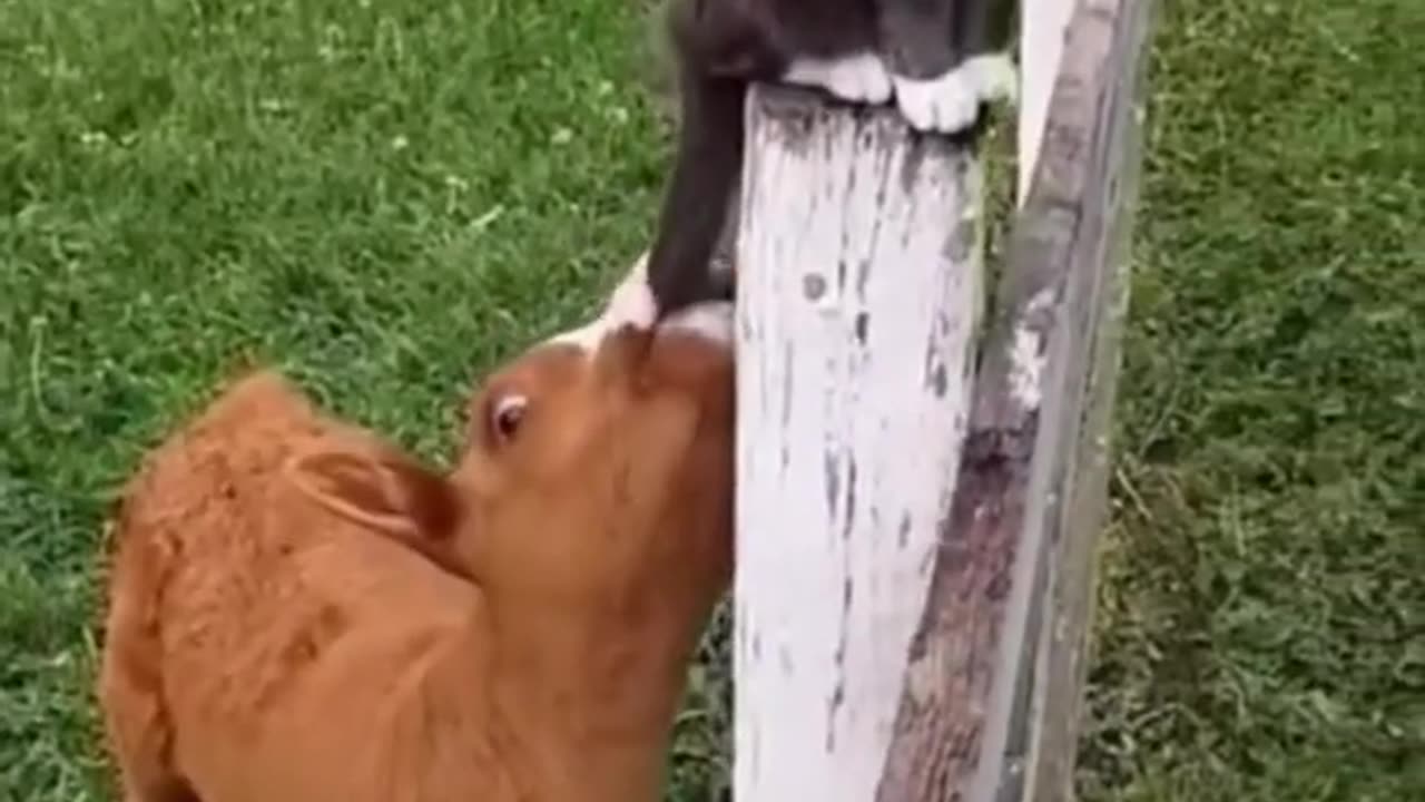 Best Funny Animal Videos Of The 2023Try not to laugh 🤣