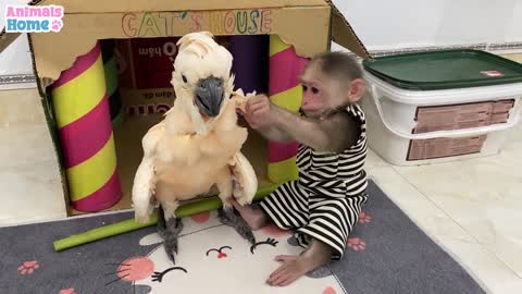 Smart BiBi helps dad feed baby parrotsp1