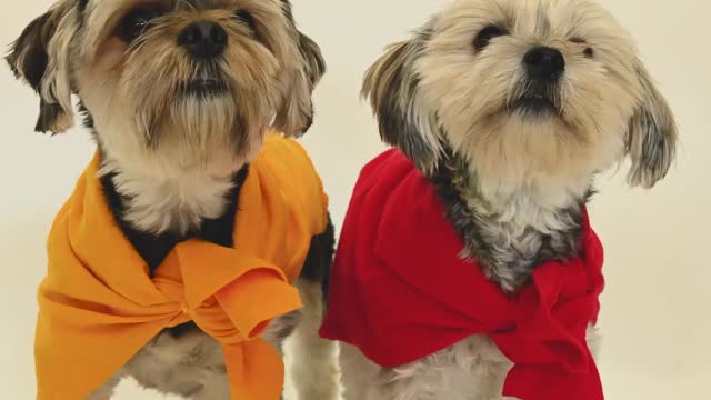 Cute dogs 💝💝🥰🥰#shortvideo #shortvideo #shortvideo by cute animals#37fun