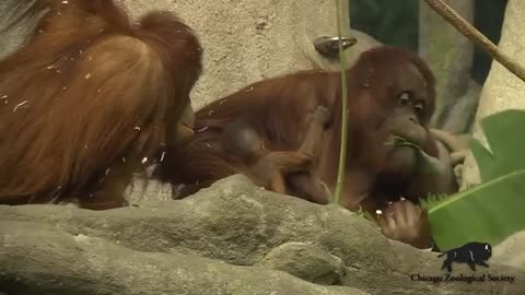 At Chicago's Brookfield Zoo, a two-week-old baby orangutan made her debut