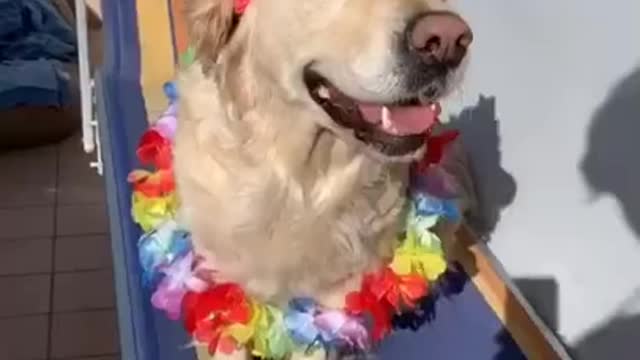 Try not to laugh ft. dogs