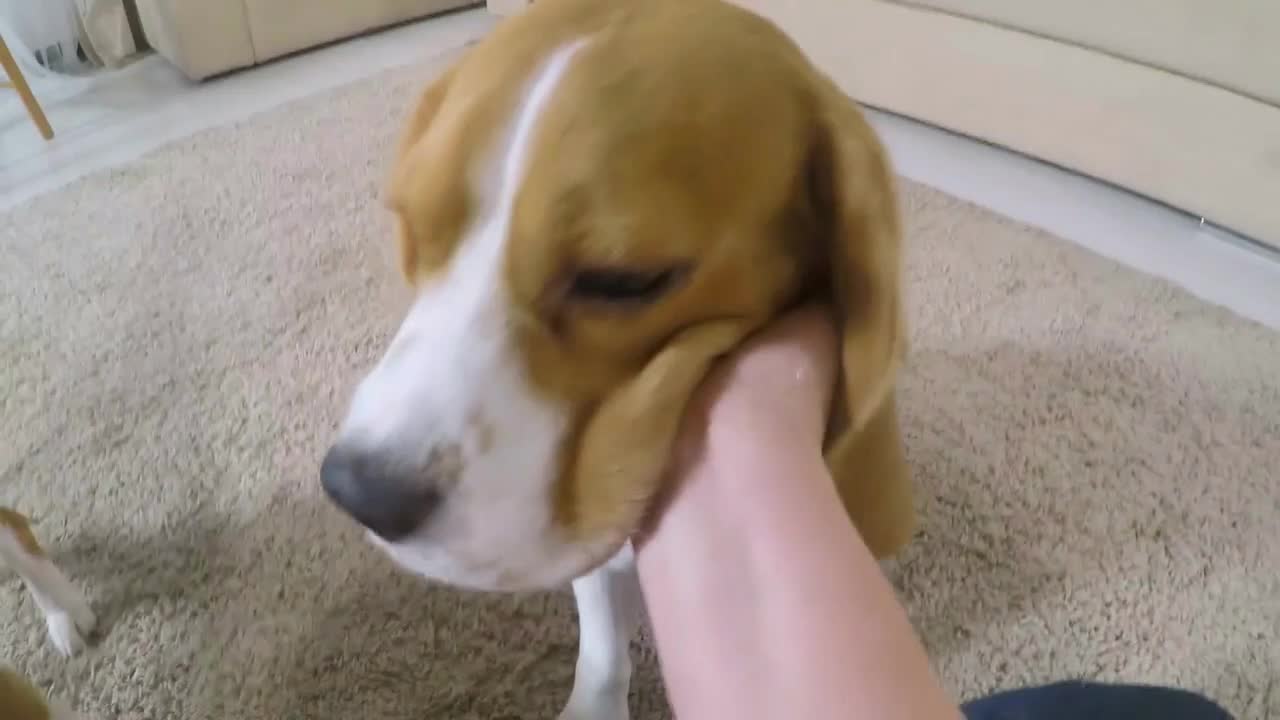 POV shot of male owner petting two adorable beagle dogs on floor in the living room at home