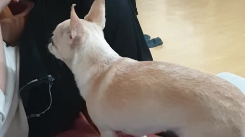 Chihuahua MongSil asking for a quick meal