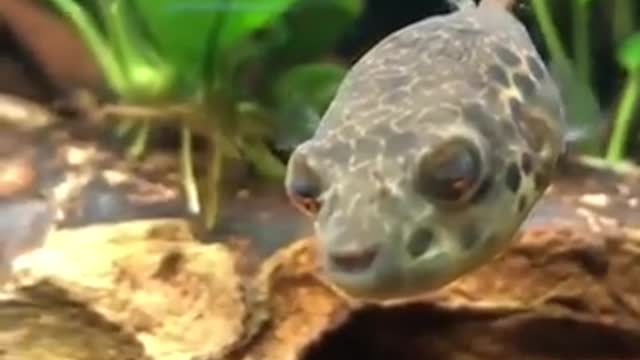 Funny cute fish