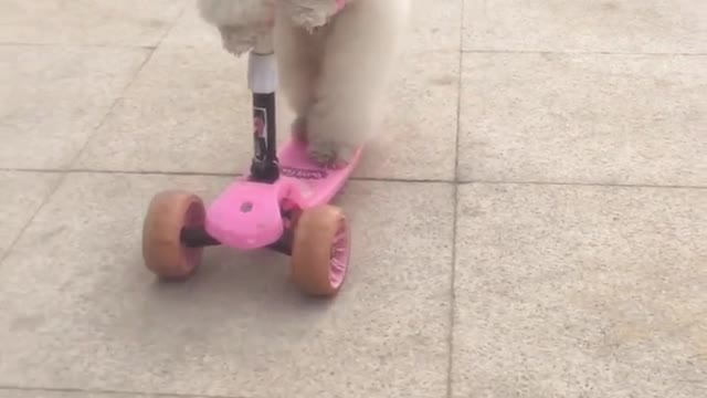 Dog playing with pink scooter