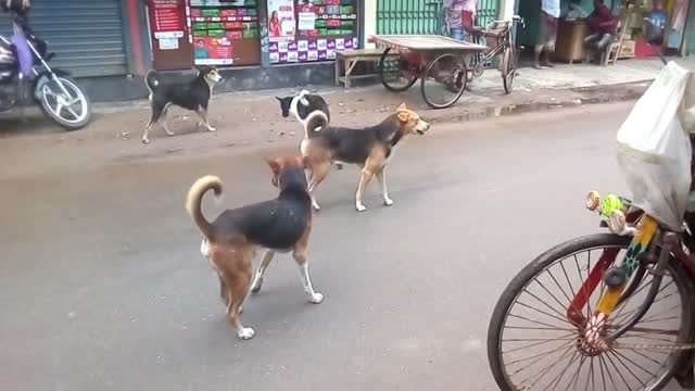 Street dog fight for matting🐕‍🦺