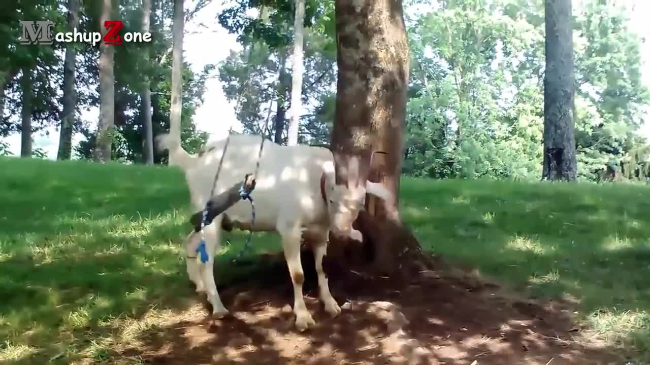 Funny Goats A Funny Goat Videos Compilation NEW HD