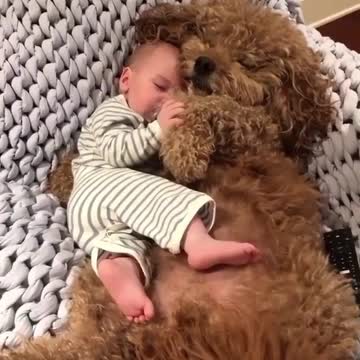 💗💗💗 Beautiful puppy doing the babysitting job very well 💗💗💗