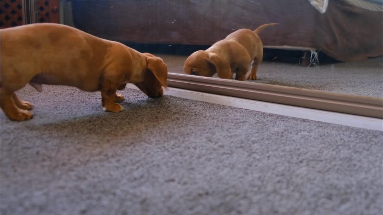 cute dog fighting with his reflection in the mirror