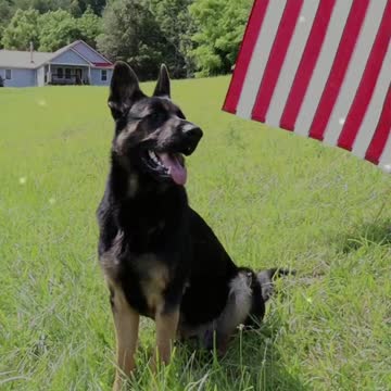 German Shepherd Independence Day! | Dog Says Happy Independence Day!