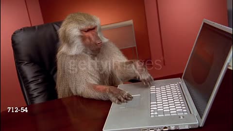 Baboon With Laptop Keyboard