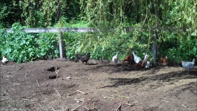 Back To Eden Chickens - My Back To Eden Garden Interview With Paul Gautschi - L2Survive with Thatnub