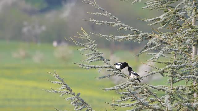 Parejas de aves