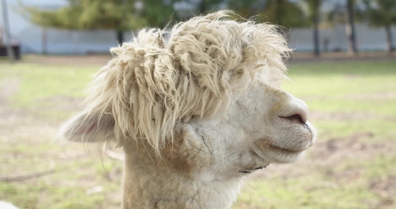 Beautiful Alpaca Closeup