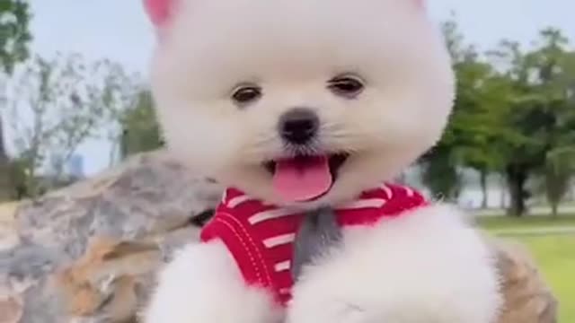 cute puppy wants to surprise you