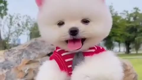 cute puppy wants to surprise you