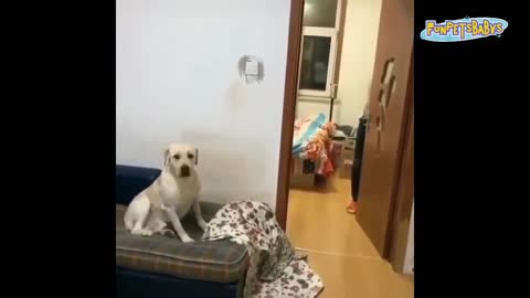 Cute animals Videos Compilation, funny and cute animals compilation. Funniest and Cutest moments