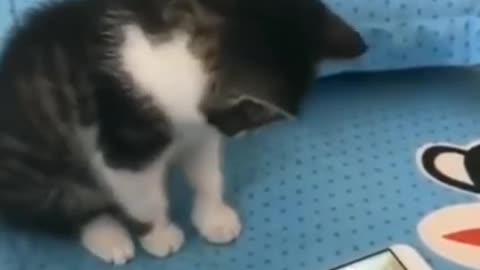 animals funny videos try not to laugh challenge 15 shorts