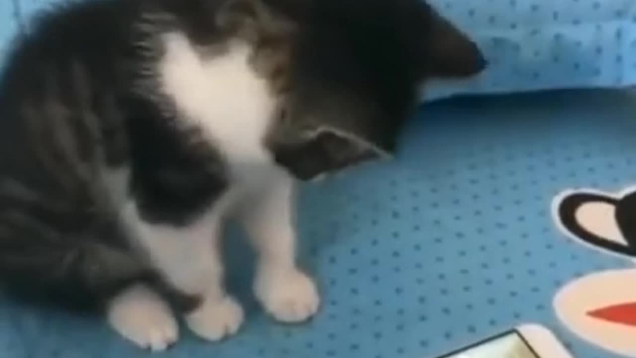 animals funny videos try not to laugh challenge 15 shorts