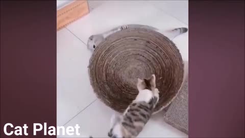 Kittens running each other pretty cool