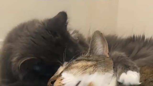 It melts my heart because of this cuteness