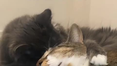 It melts my heart because of this cuteness