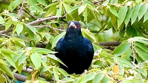 Asian koel