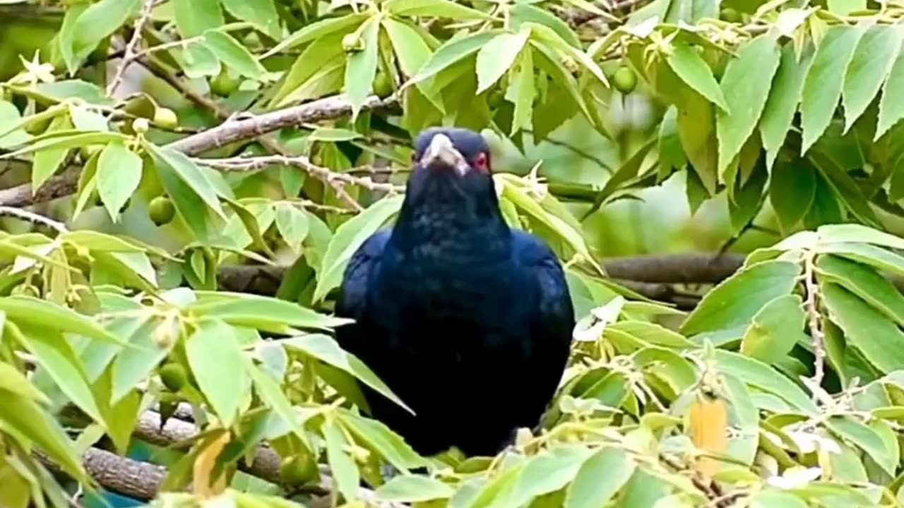 Asian koel