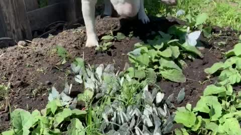 Bull Terrier Fascinated by Butterflies