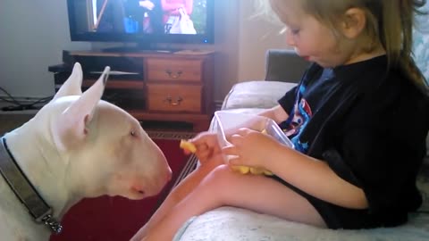 BestFriendsForever-Girl Feeds English Bull Terrier