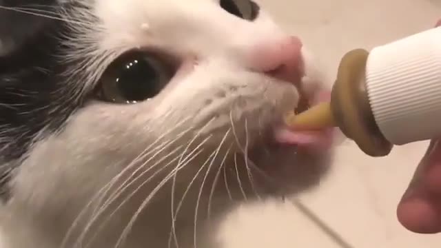 Kitten Secrets Exposed! Here’s the Juicy Details